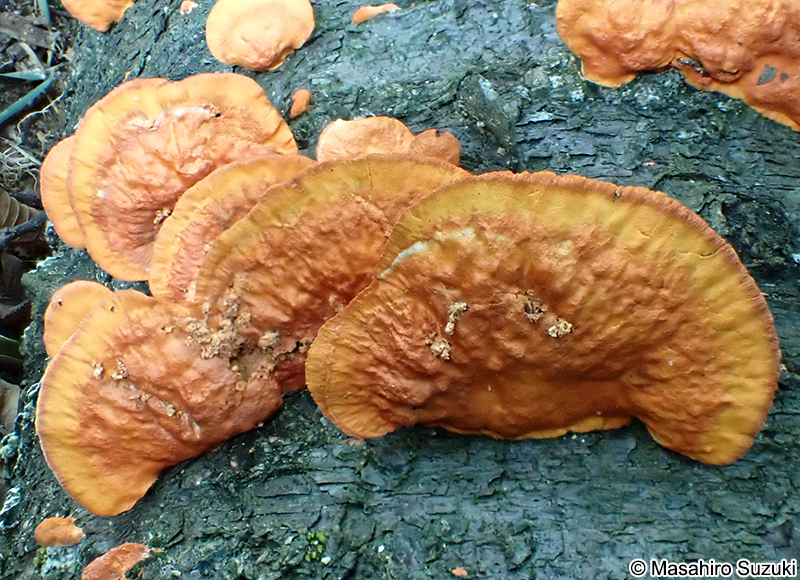 ヒイロタケ Trametes coccinea