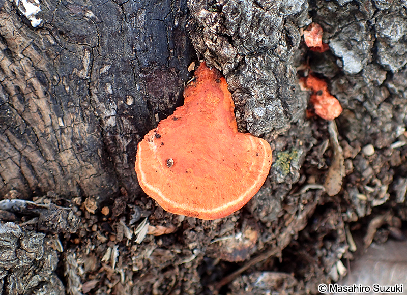 ヒイロタケ Trametes coccinea