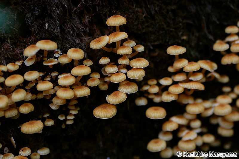 ヒメカバイロタケ Xeromphalina campanella