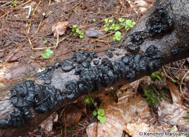 ヒメキクラゲ Exidia glandulosa