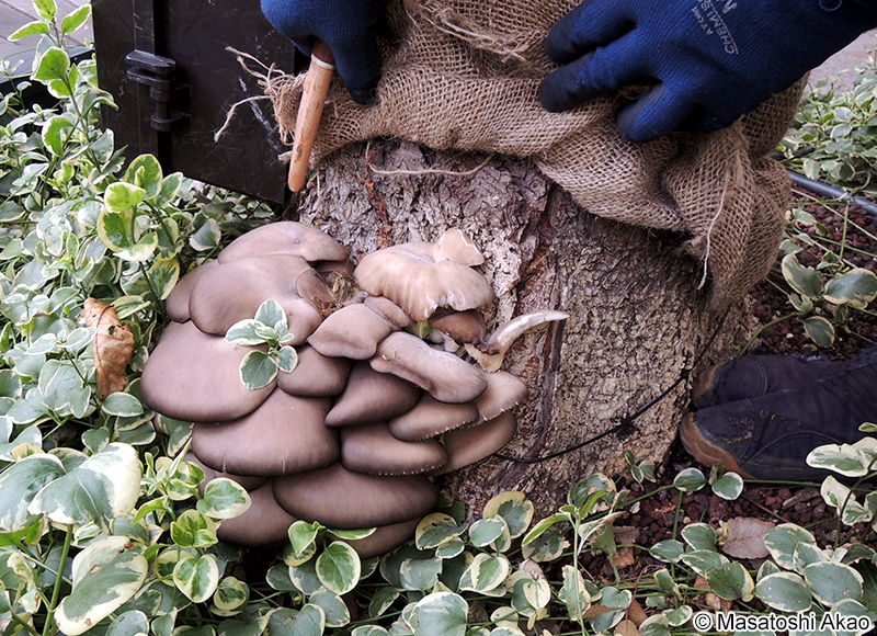ヒラタケ Pleurotus ostreatus