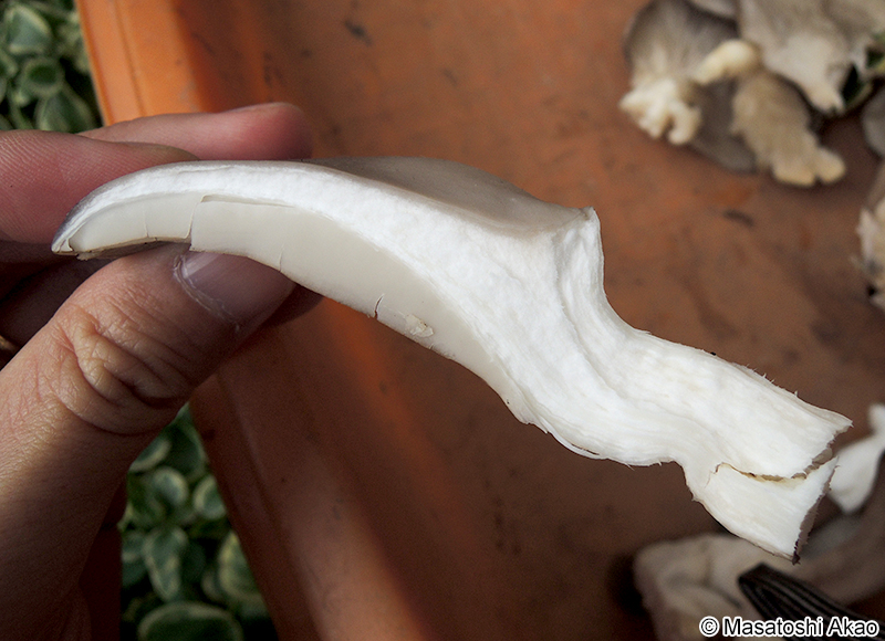 ヒラタケ Pleurotus ostreatus