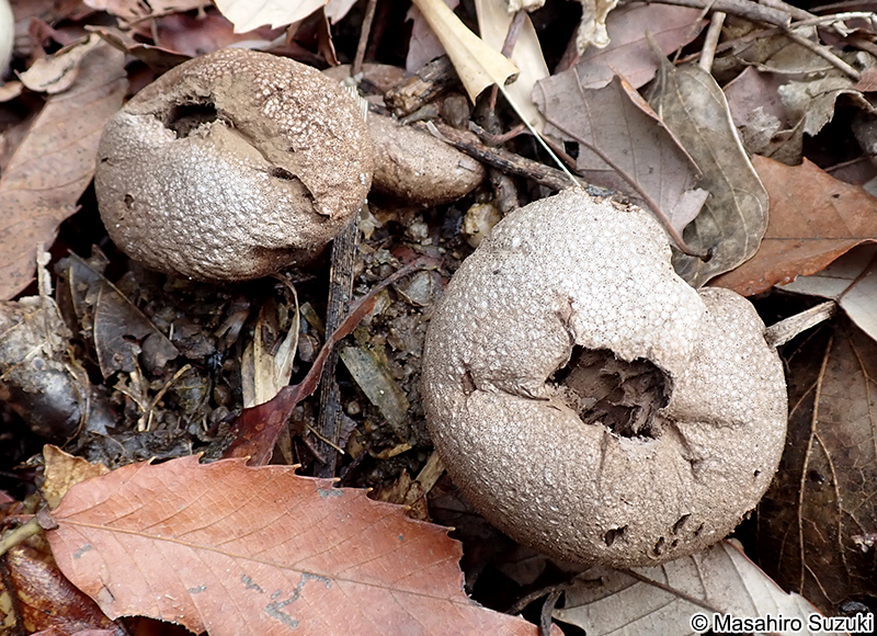 ホコリタケの1種