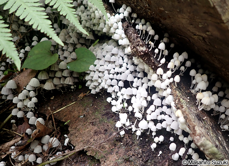 イヌセンボンタケ Coprinellus disseminatus