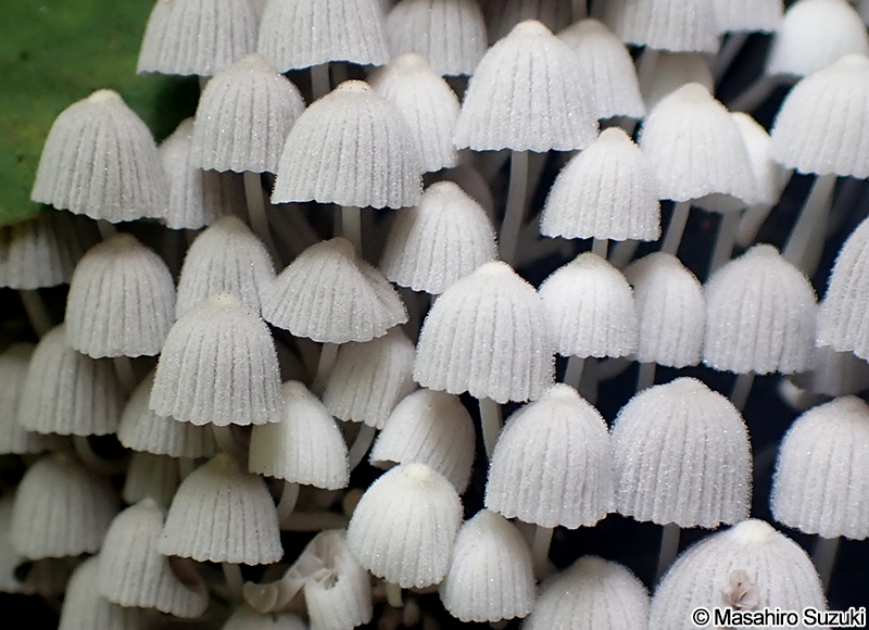 イヌセンボンタケ Coprinellus disseminatus