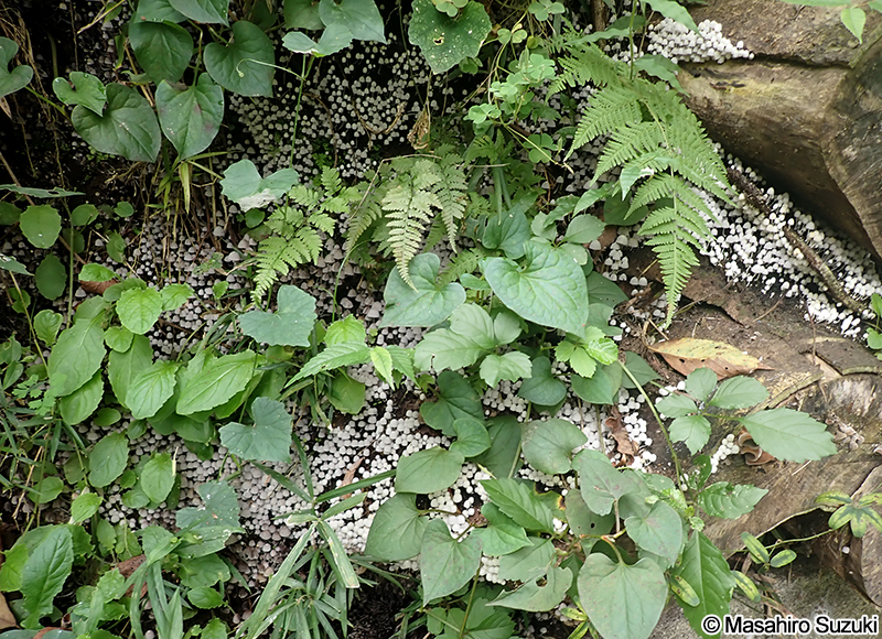 イヌセンボンタケ Coprinellus disseminatus