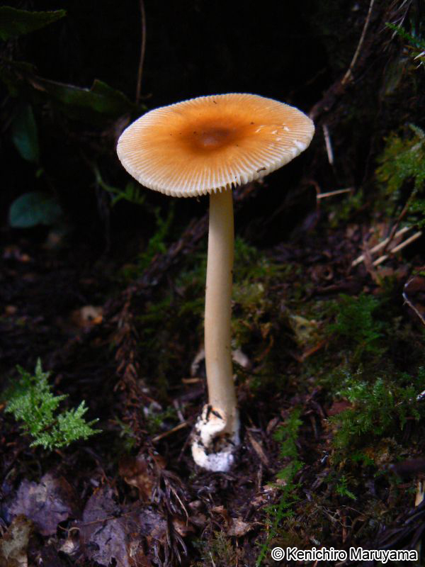 カバイロツルタケ Amanita fulva