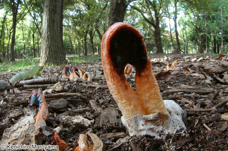 カニノツメ Clathrus bicolumnatus