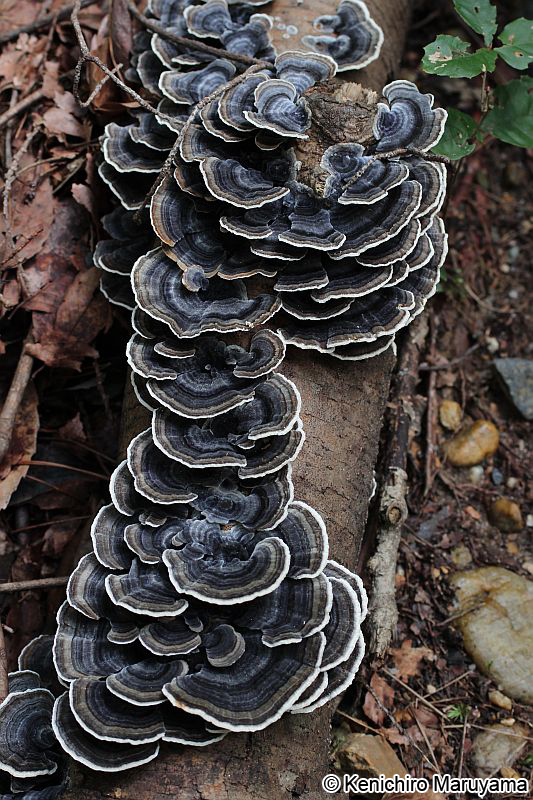 カワラタケ Trametes versicolor