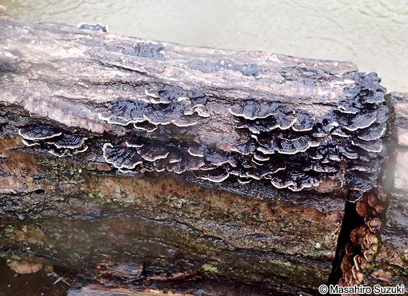 カワラタケ Trametes versicolor