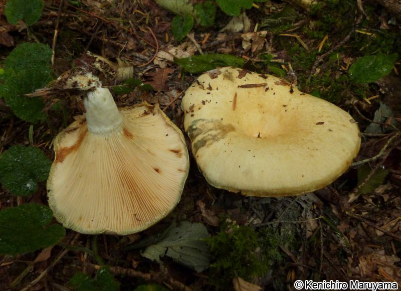 キハツダケ Lactarius tottoriensis