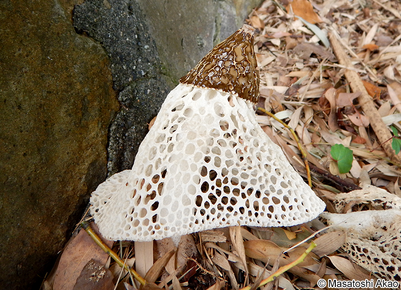 キヌガサタケ Phallus indusiatus