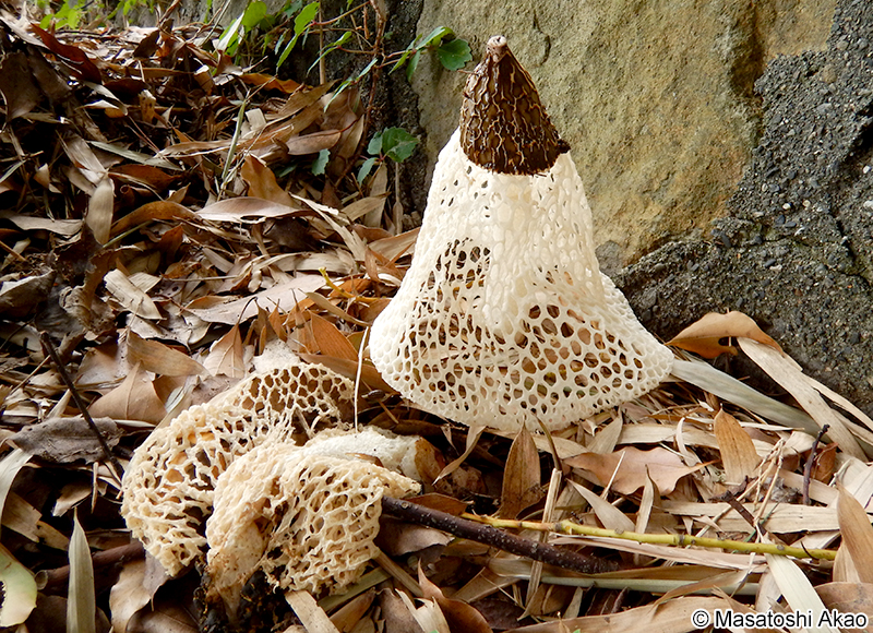 キヌガサタケ Phallus indusiatus