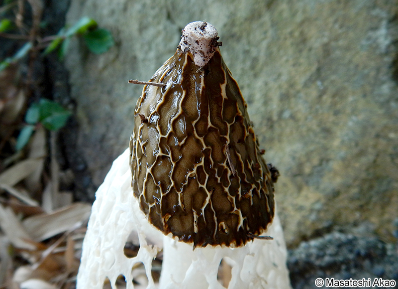 キヌガサタケ Phallus indusiatus