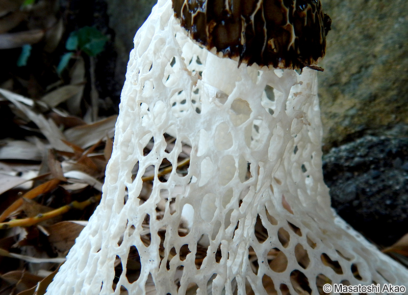 キヌガサタケ Phallus indusiatus