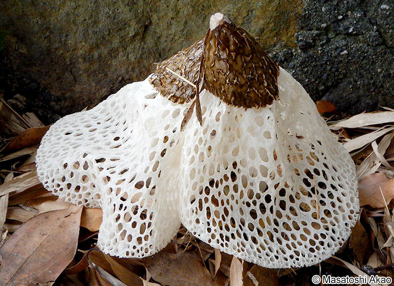 キヌガサタケ Phallus indusiatus