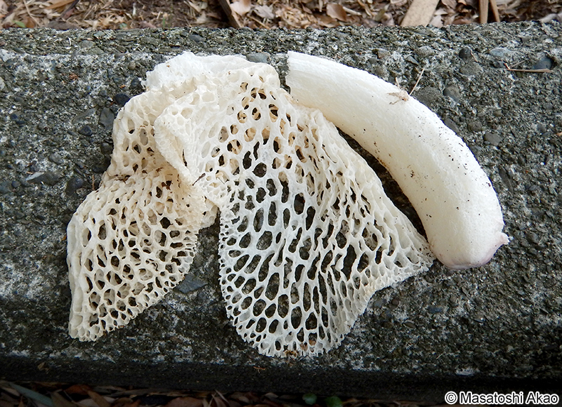 キヌガサタケ Phallus indusiatus