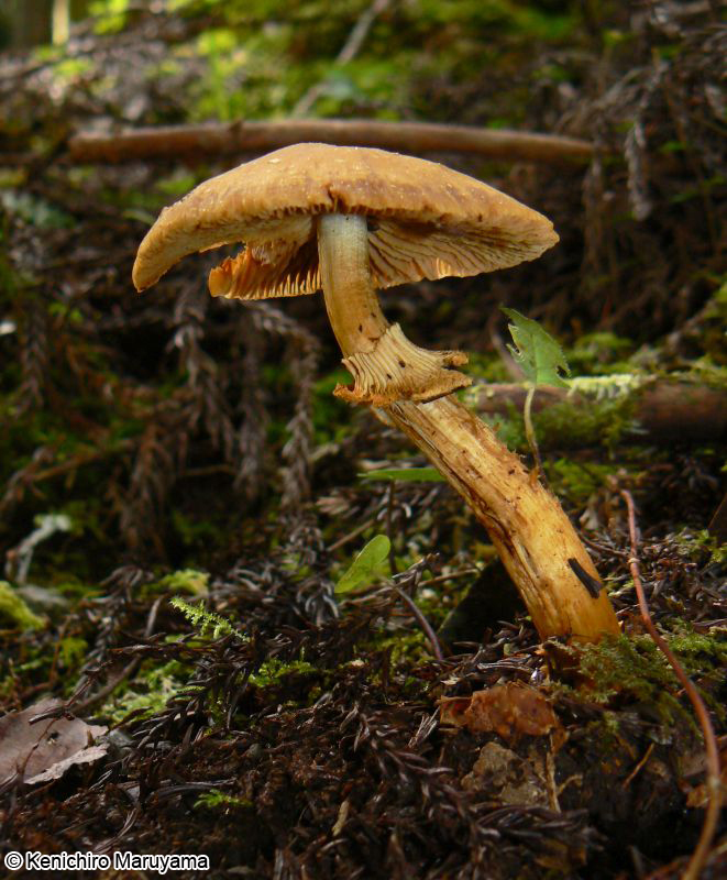 キショウゲンジ Descolea flavoannulata
