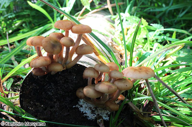 キツブナラタケ Armillaria sp.
