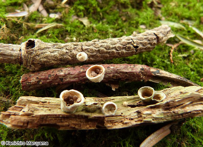 コチャダイゴケ Nidula niveotomentosa