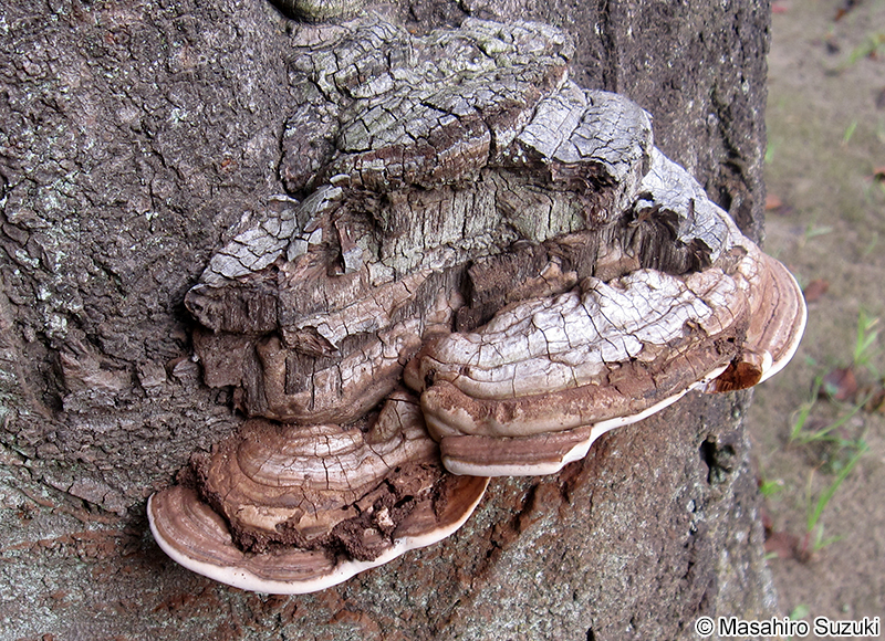 オオミノコフキタケ Ganoderma australe