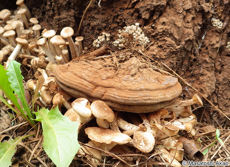 オオミノコフキタケ Ganoderma australe