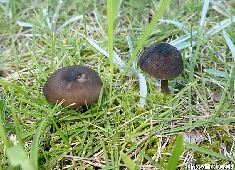 コキイロウラベニタケ Entoloma atrum