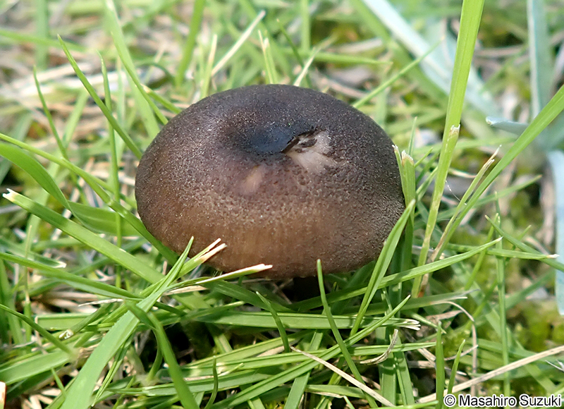 コキイロウラベニタケ Entoloma atrum