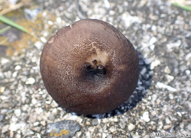 コキイロウラベニタケ Entoloma atrum