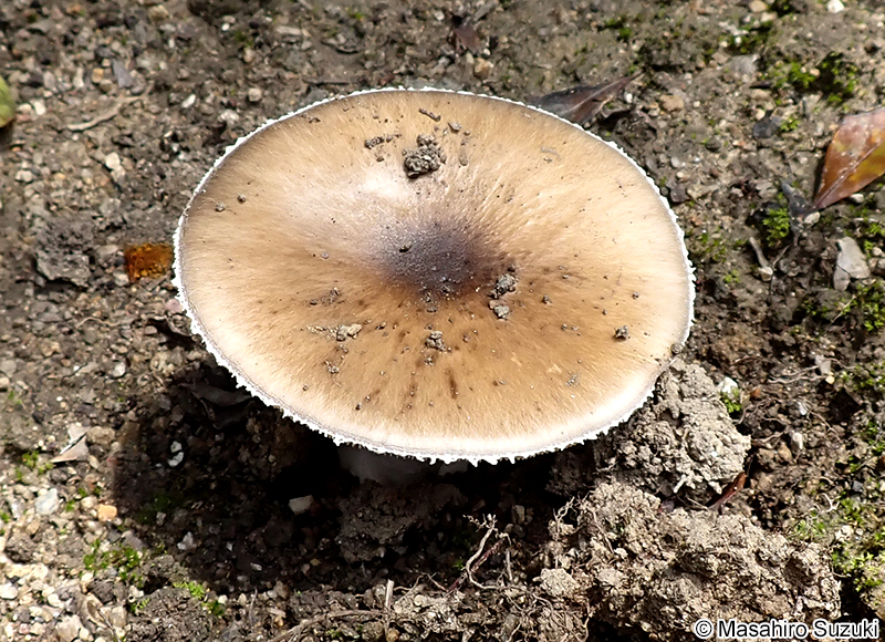 コテングタケモドキ Amanita pseudoporphyria