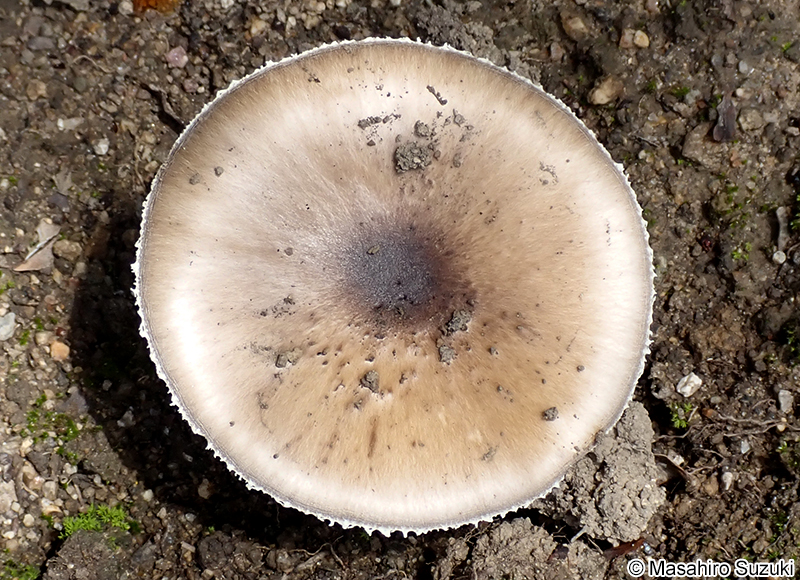 コテングタケモドキ Amanita pseudoporphyria