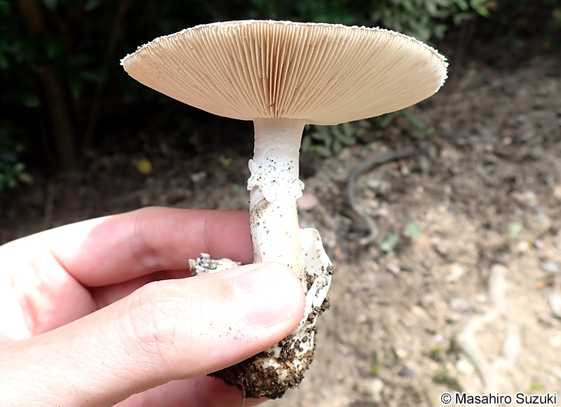 コテングタケモドキ Amanita pseudoporphyria