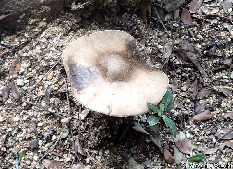 コテングタケモドキ Amanita pseudoporphyria