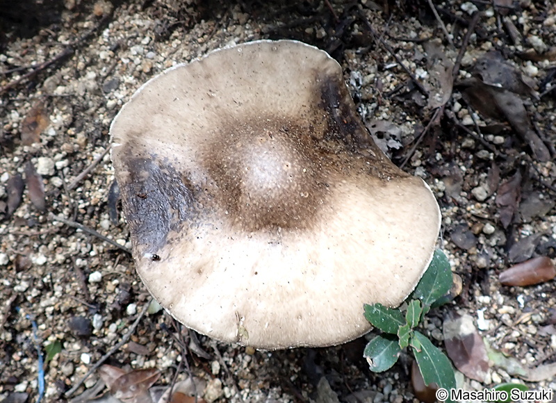 コテングタケモドキ Amanita pseudoporphyria