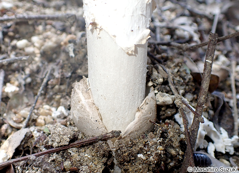 コテングタケモドキ Amanita pseudoporphyria