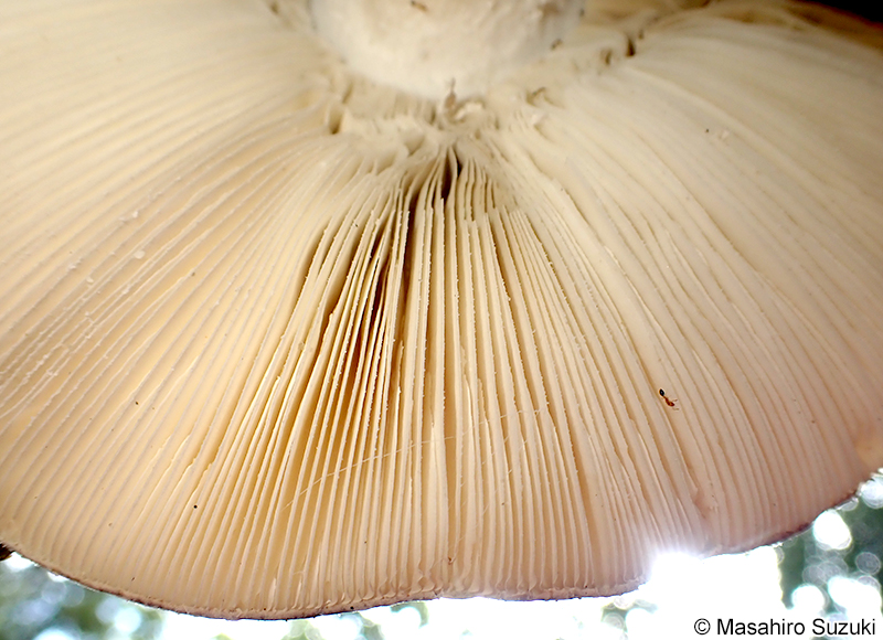 コテングタケモドキ Amanita pseudoporphyria