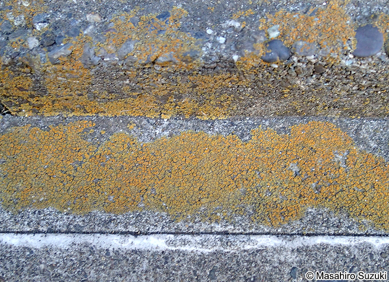 コウロコダイダイゴケ Squamulea subsoluta