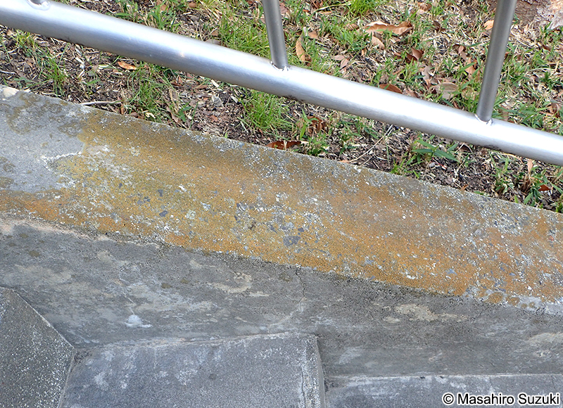 コウロコダイダイゴケ Squamulea subsoluta