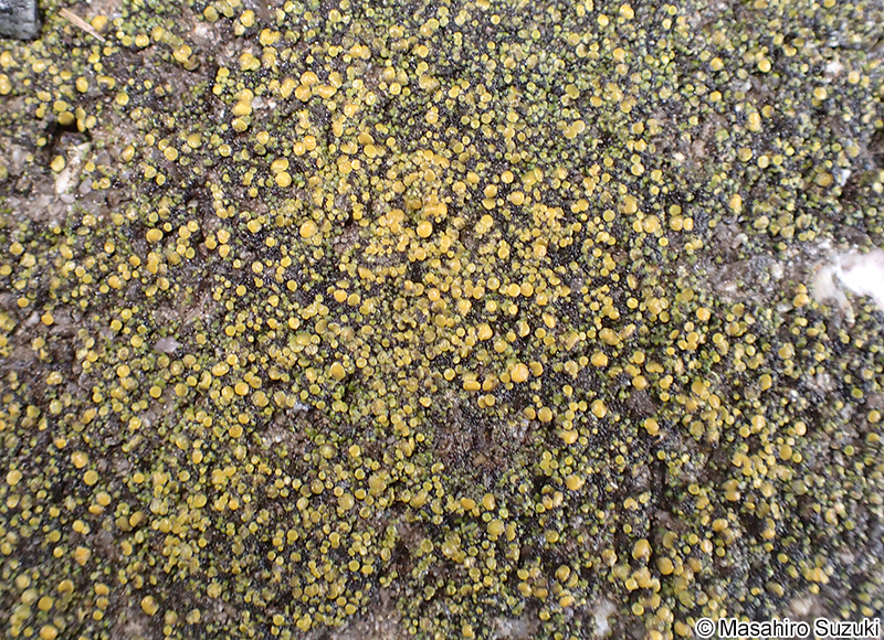 コウロコダイダイゴケ Squamulea subsoluta