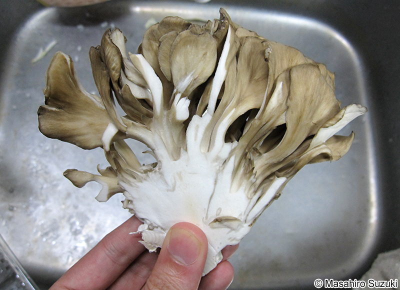 マイタケ Grifola frondosa