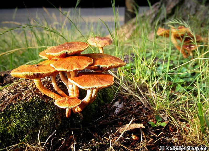 ミドリスギタケ Gymnopilus aeruginosus