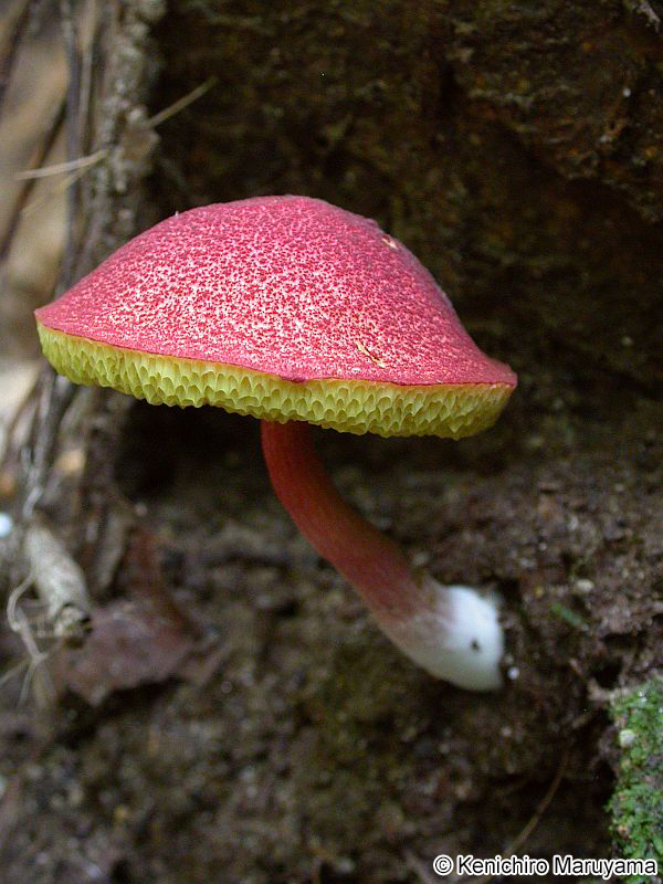 ミヤマベニイグチ Boletellus obscurecoccineus