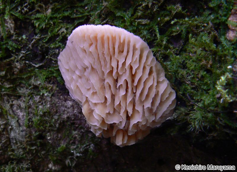 ムカシオオミダレタケ Protodaedalea foliacea