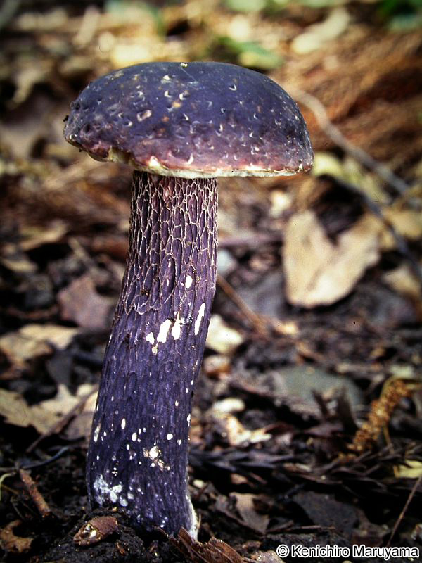 ムラサキヤマドリタケ Boletus violaceofuscus