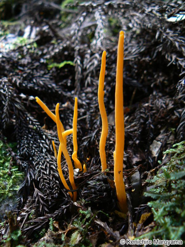 ナギナタタケ Clavulinopsis fusiformis