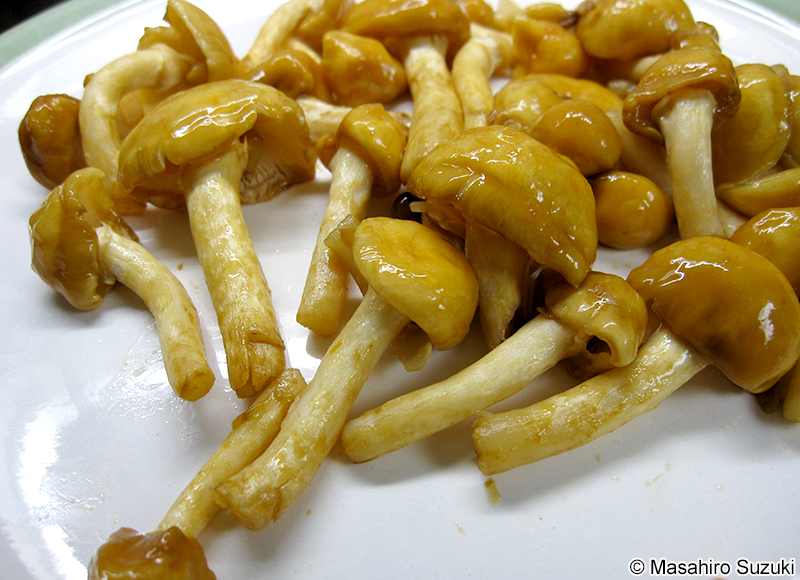 ナメコ Pholiota microspora