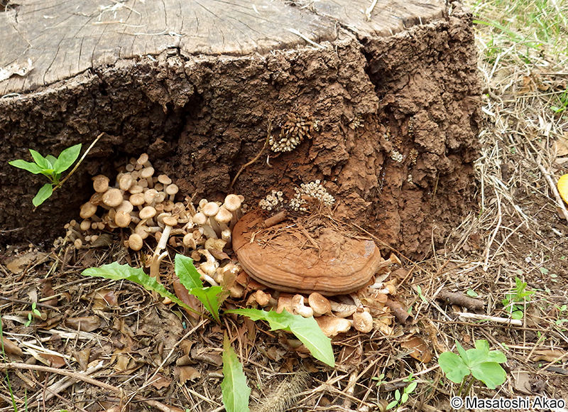 ナラタケモドキ Desarmillaria tabescens