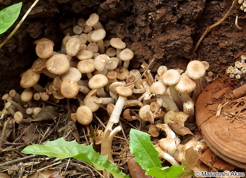 ナラタケモドキ Desarmillaria tabescens