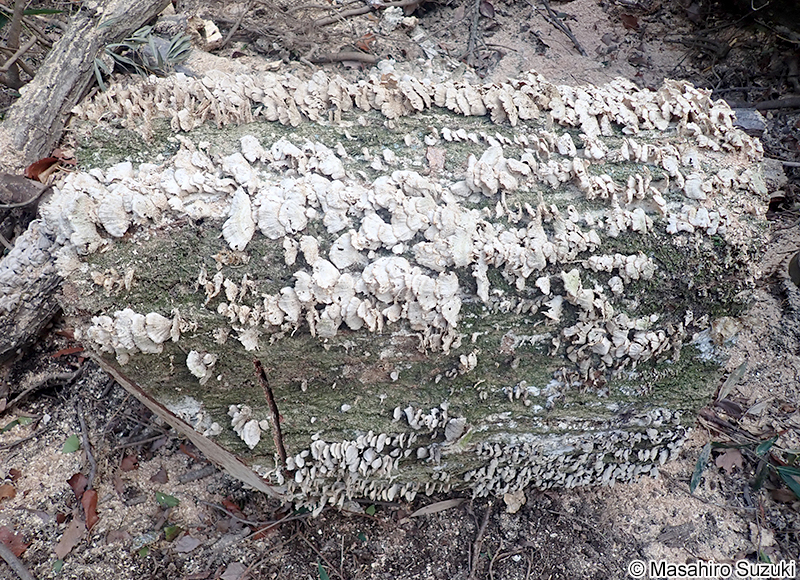ニクハリタケ属の1種 Steccherinum sp.