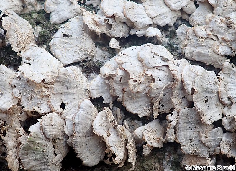 ニクハリタケ属の1種 Steccherinum sp.